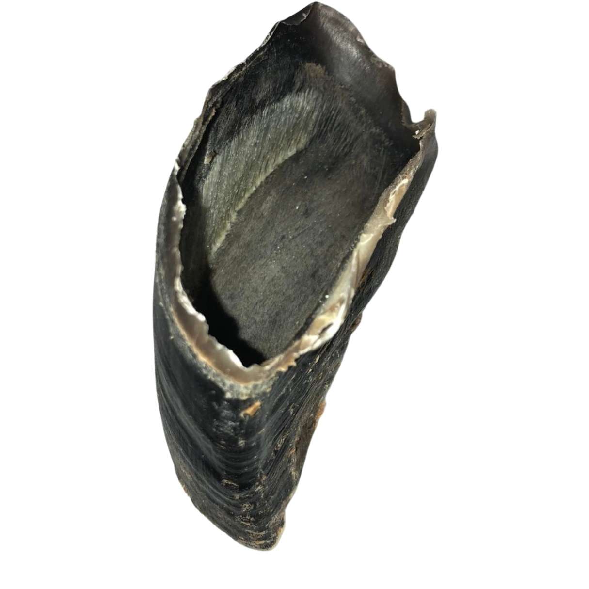 Pezuña de res deshidratada 10 piezas