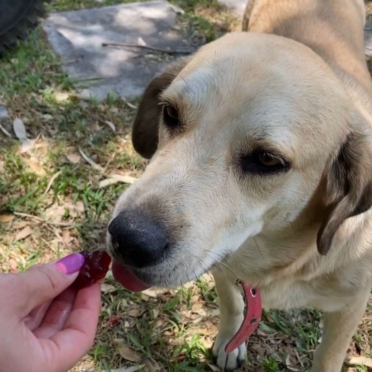 Gelatina para perro sabor hígado-betabel