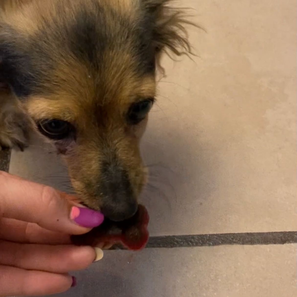 Gelatina para perro sabor hígado-betabel