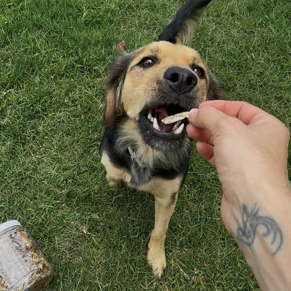 Charales Deshidratados para Perros y Gatos
