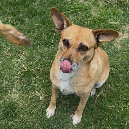 Charales Deshidratados para Perros y Gatos