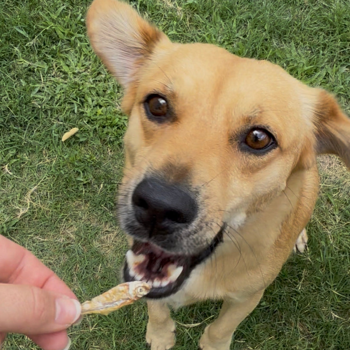 Charales Deshidratados para Perros y Gatos