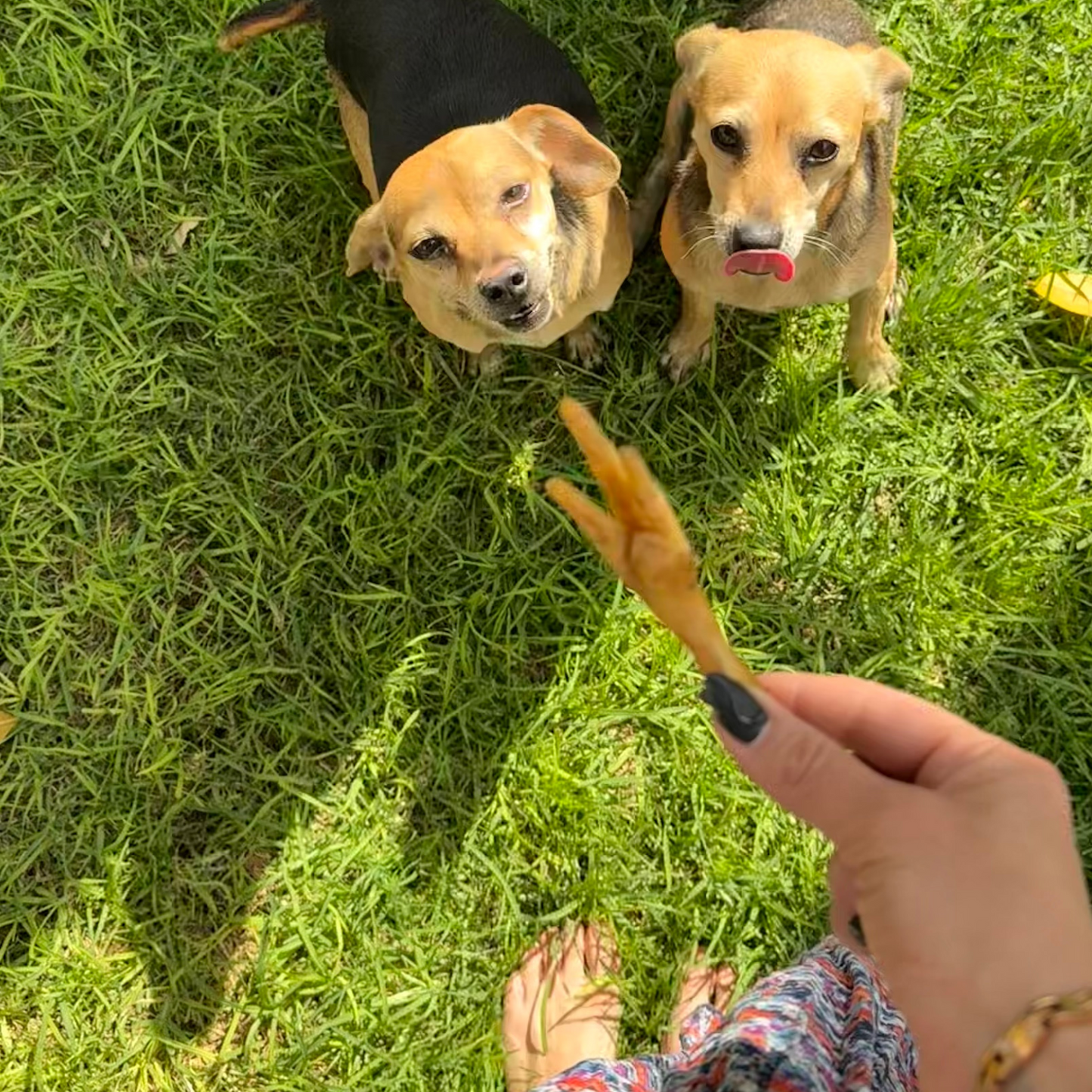 Patitas de Pollo Deshidratadas para Perros