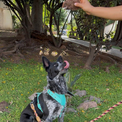 Pulmón de Res Deshidratado para Perros