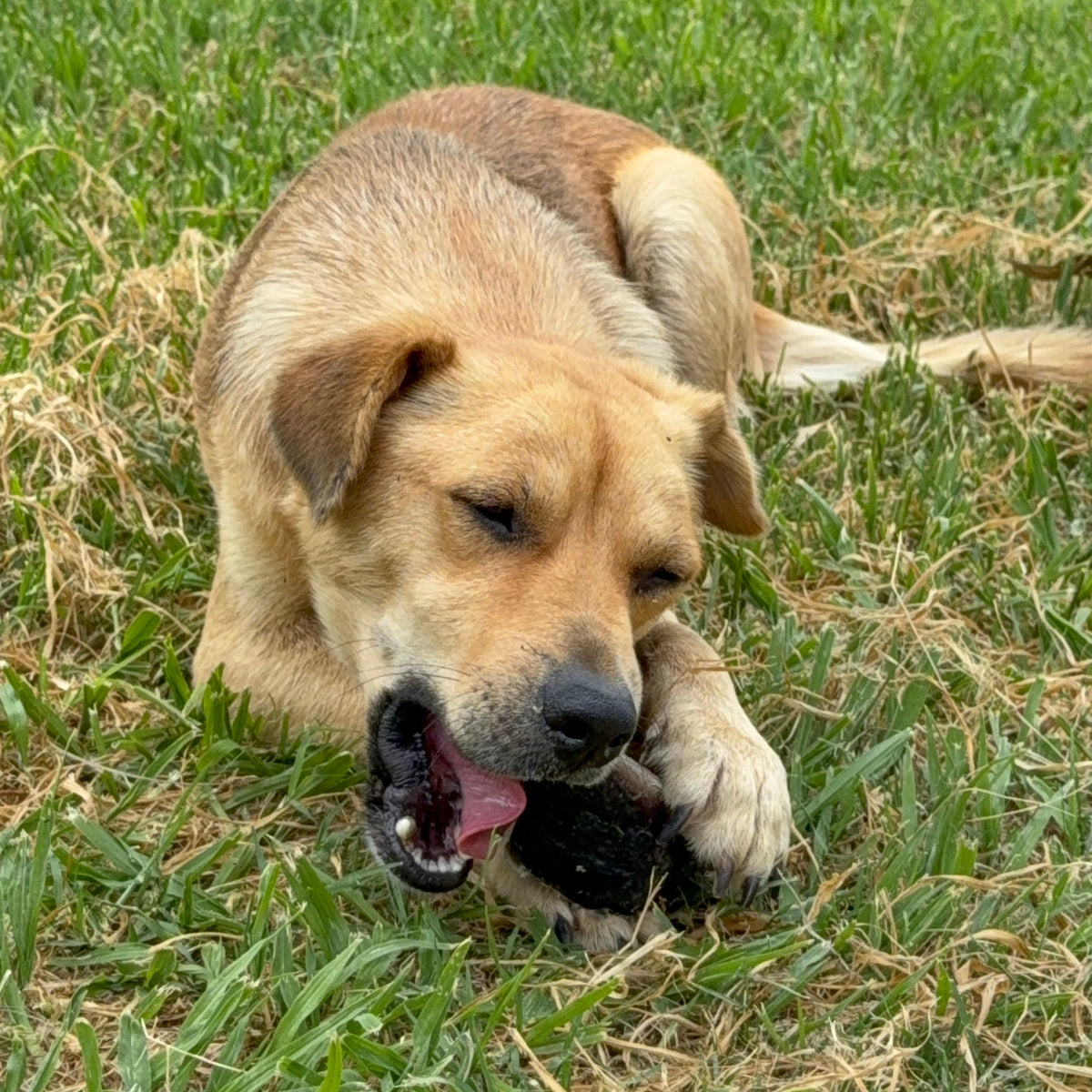 Pezuña de Res Deshidratada para Perros